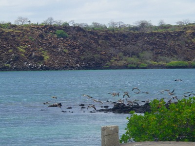 アオアシカツオドリ