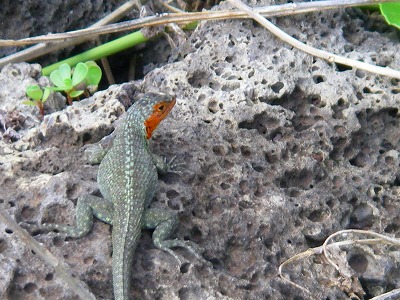 イグアナ