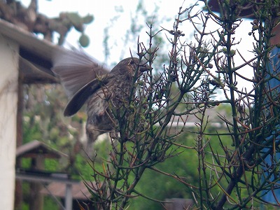 ベストショット