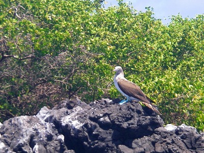アオアシカツオドリ