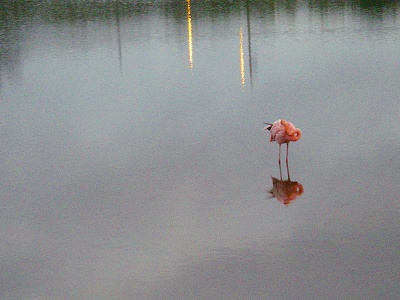 フラミンゴ