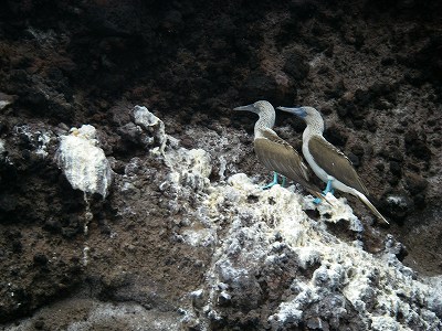 アオアシカツオドリ