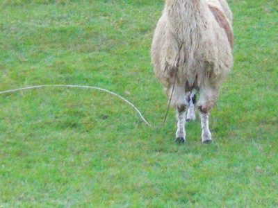 飼われてるリャマ